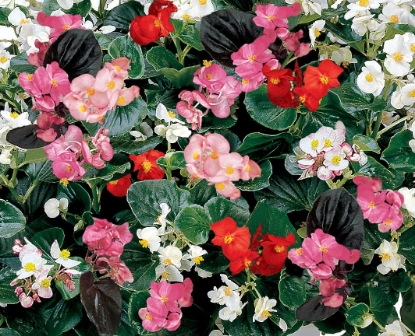 Picture of Begonia - Inferno Mixed F1